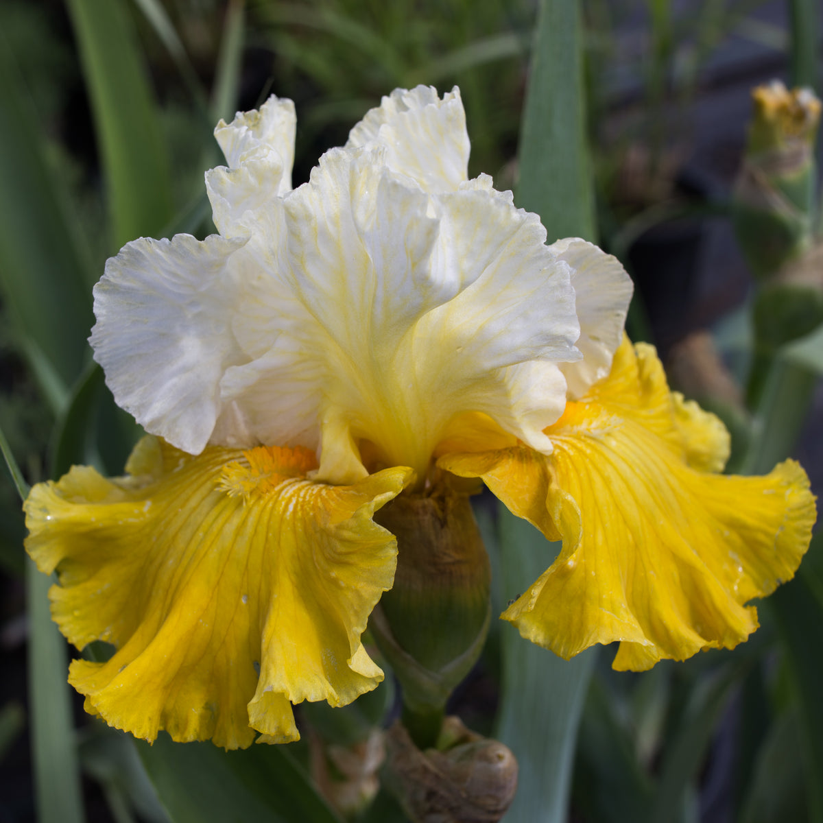 Tour de France Iris