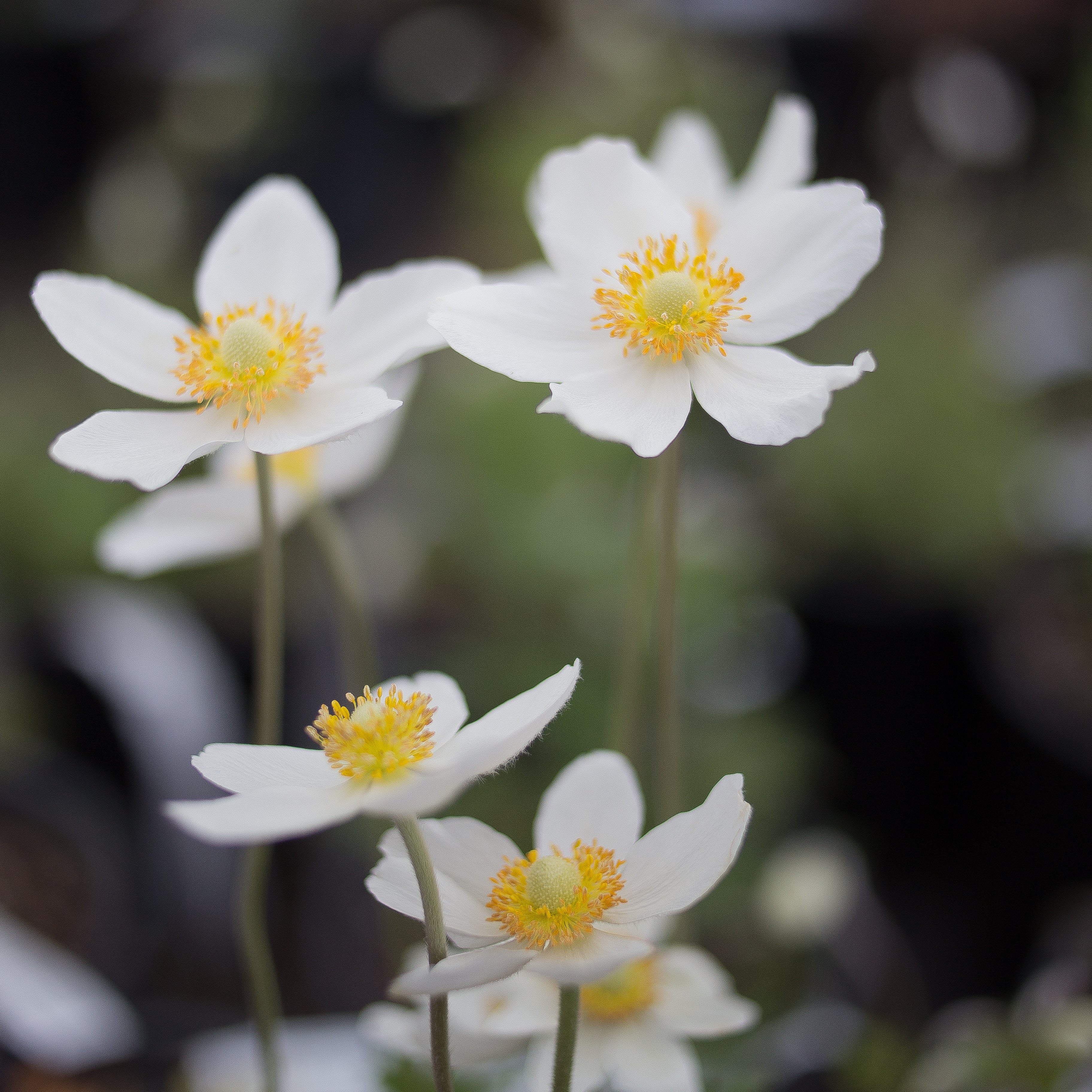 Anemone 'Wild Swan'