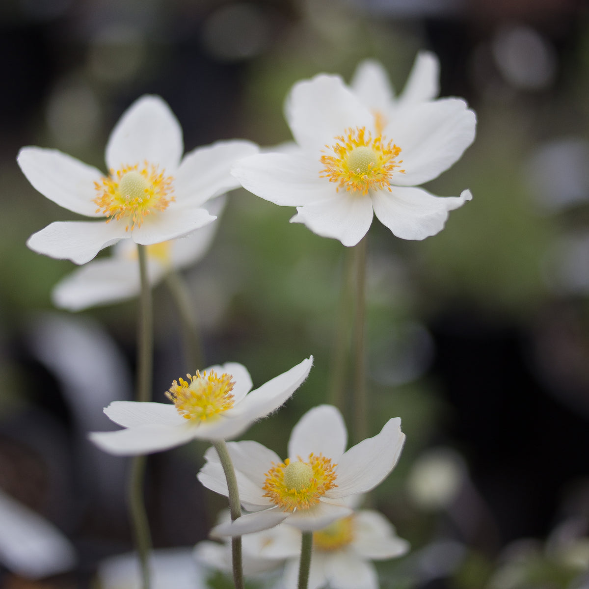 Anemone &#39;Wild Swan&#39;