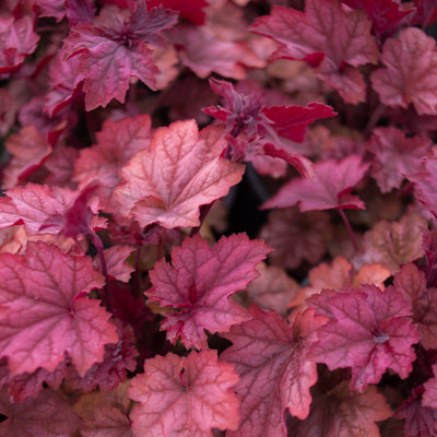 Heuchera 'Carnival Watermelon' 