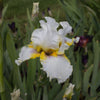 Goldkist Bearded Iris