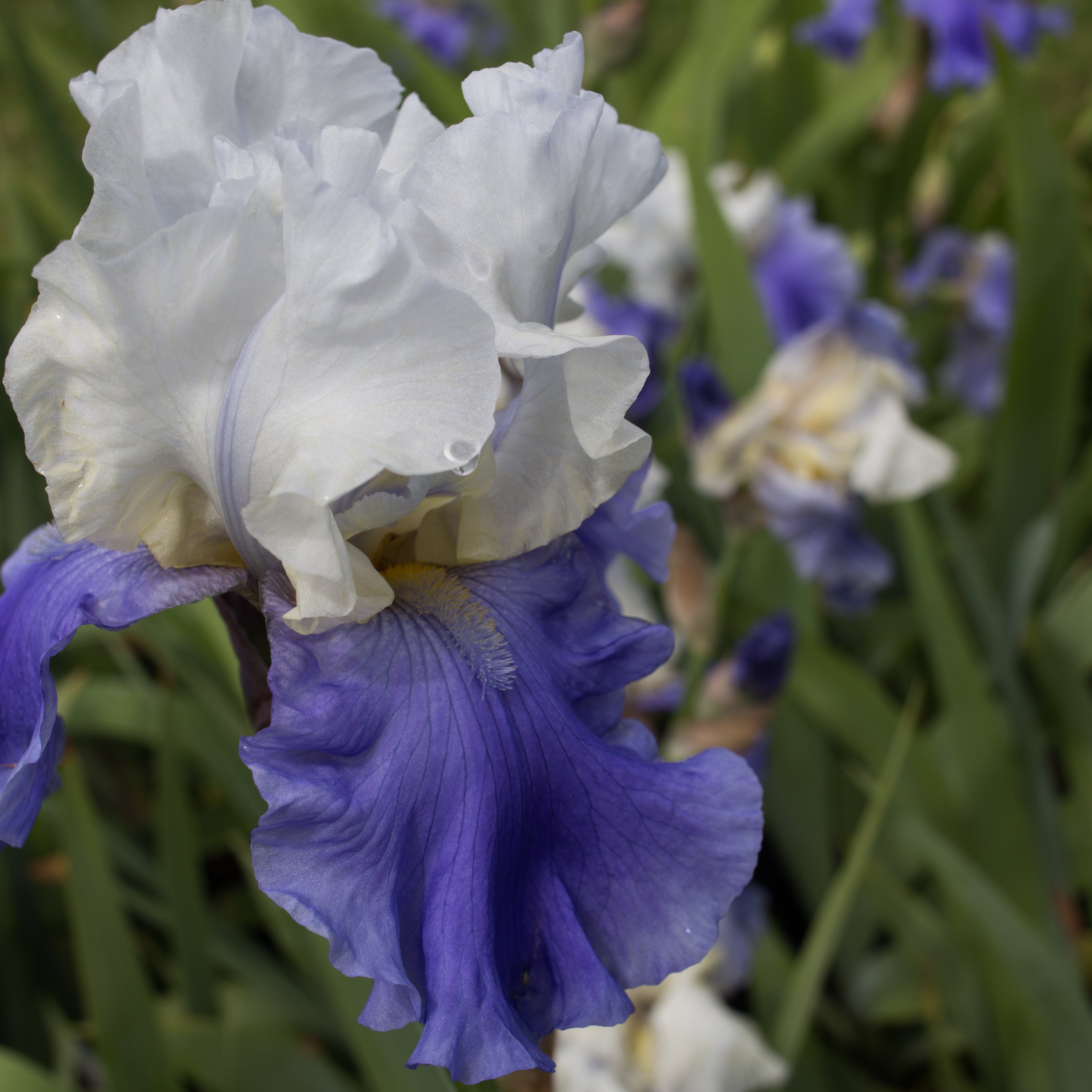 Stairway To Heaven Bearded Iris