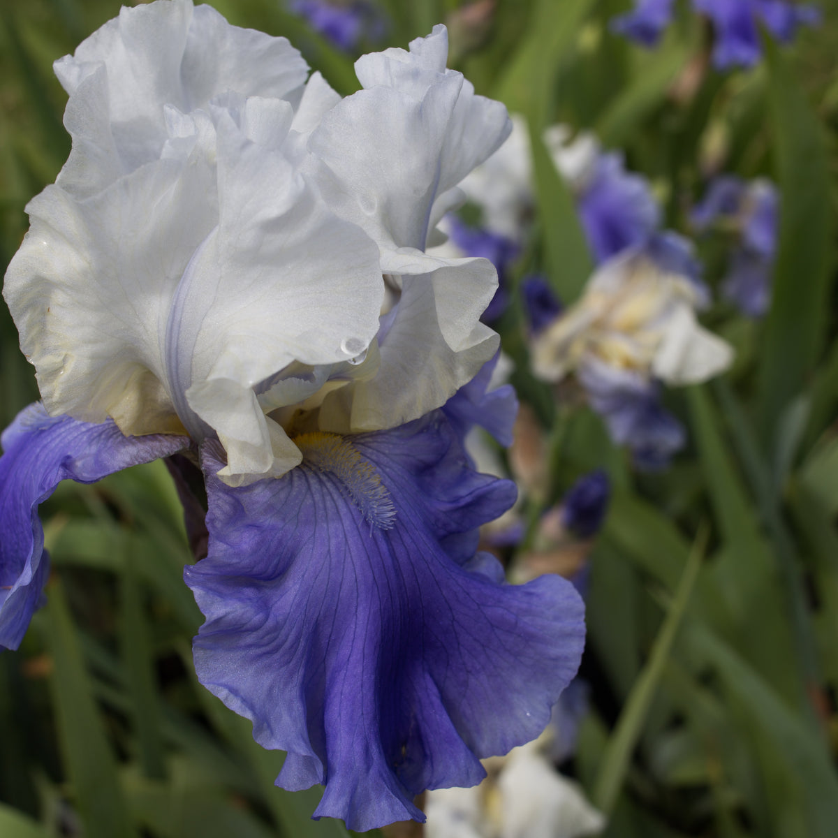 Stairway To Heaven Bearded Iris