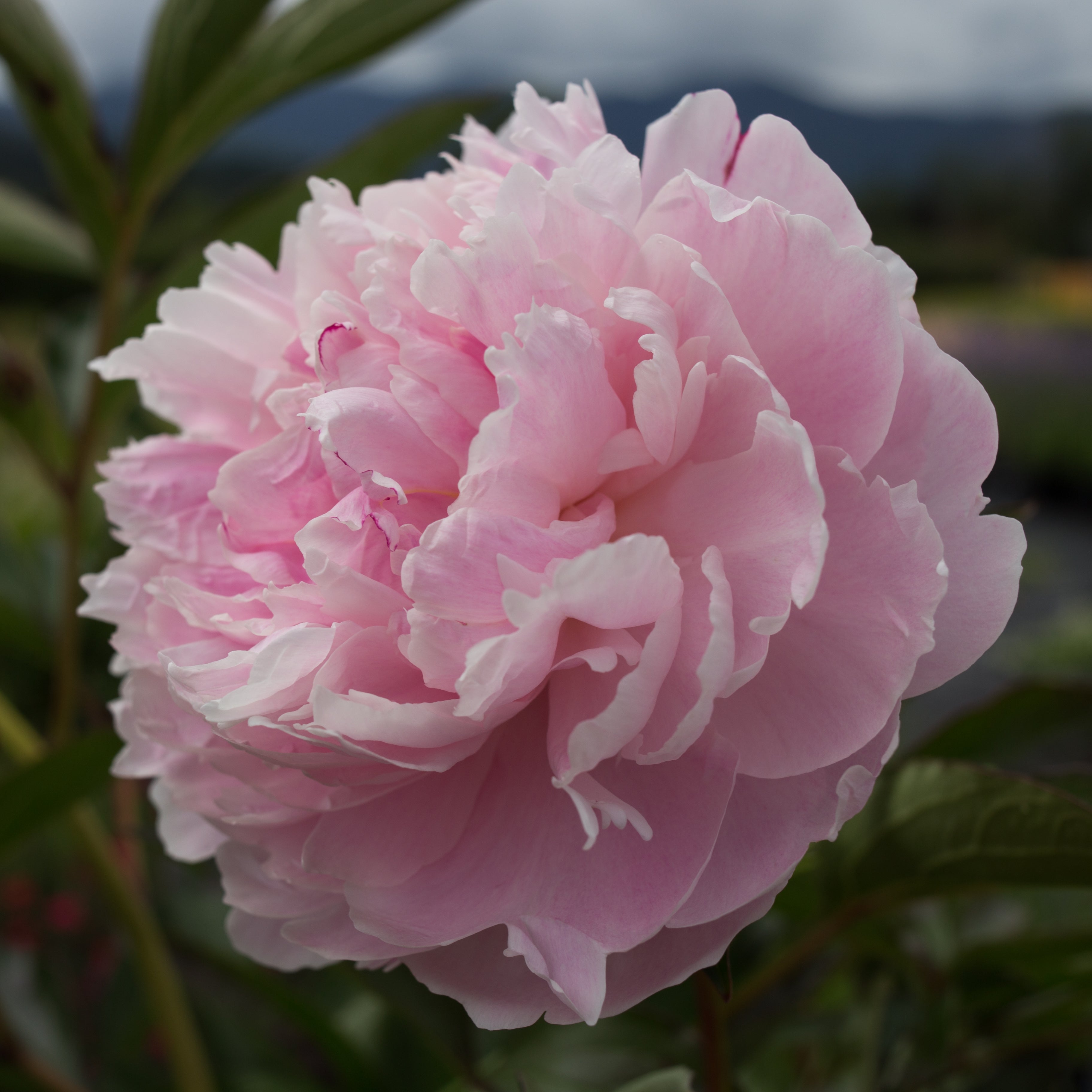 Double Pink Peony - The Greenhouse