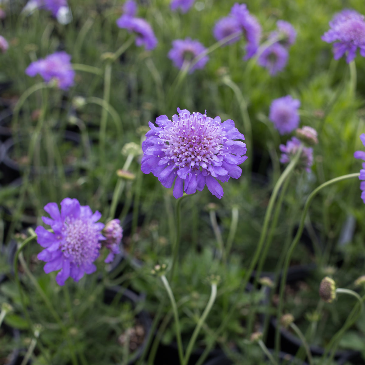 Butterfly Blue Pincushion Flower (Scabiosa)
