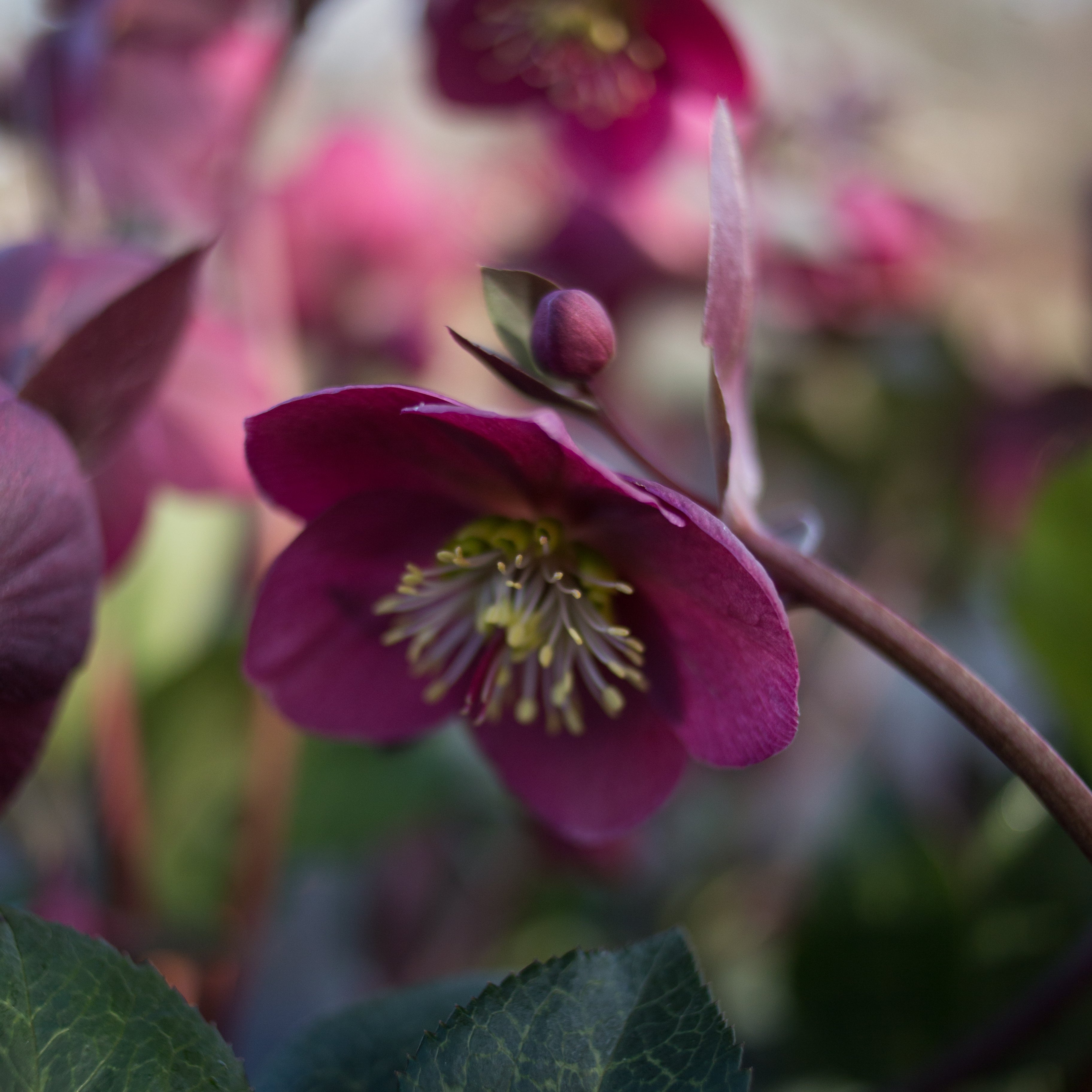 Helleborus Frostkiss® Anna's Red