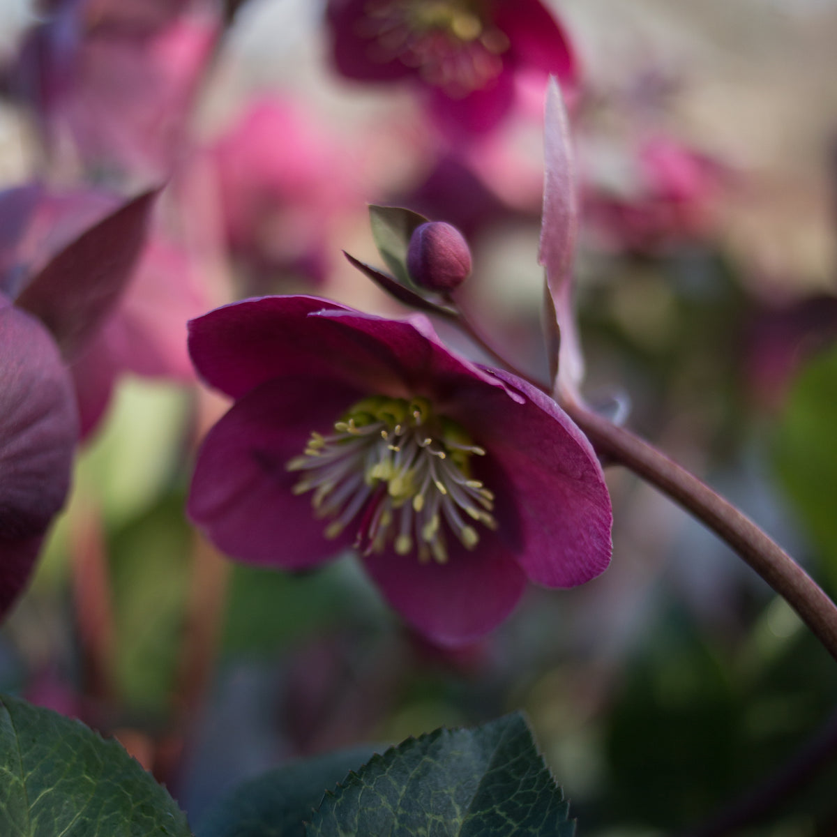 Helleborus Frostkiss® Anna&#39;s Red