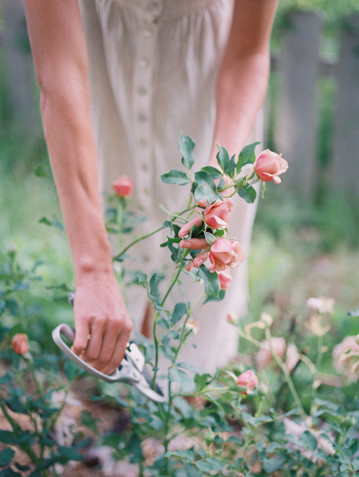Koko Loko™ Rose (Bare Root)