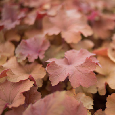 Heuchera 'Caramel'