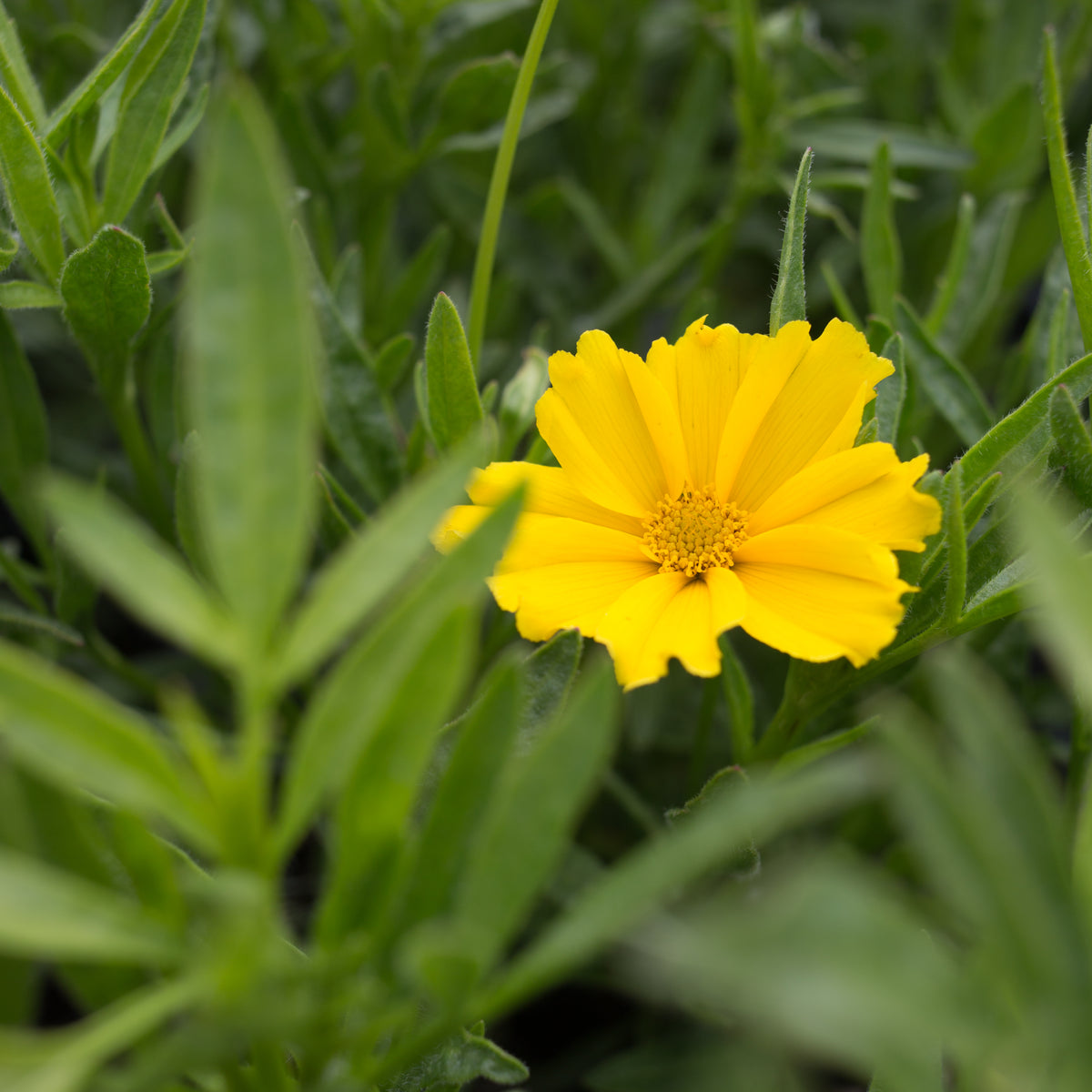Coreopsis Li&#39;l Bang Goldilocks