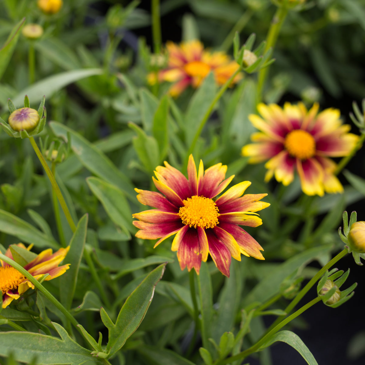 Li&#39;l Bang &#39;Enchanted Eve&#39; Coreopsis