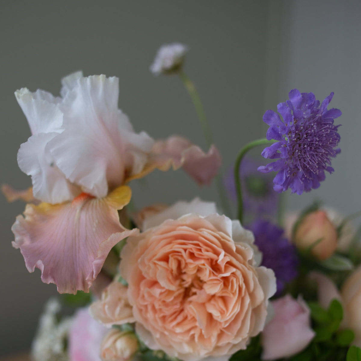 Butterfly Blue Pincushion Flower (Scabiosa)