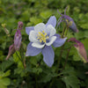 Songbird 'Blue Bird' Columbine
