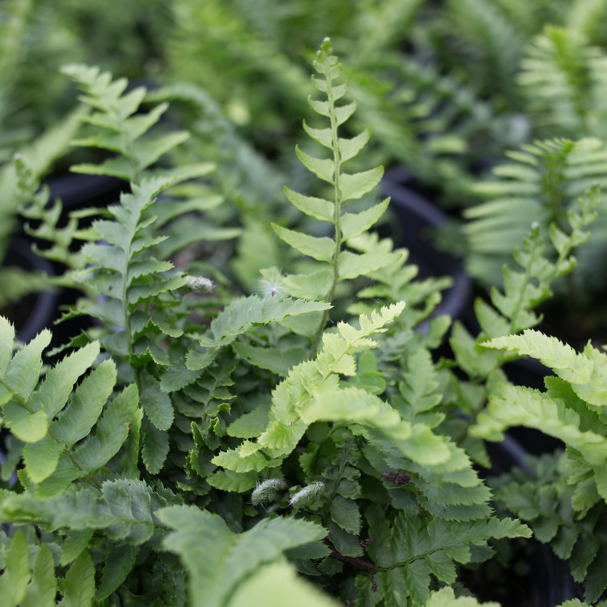 Western Sword Fern