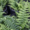 Western Sword Fern