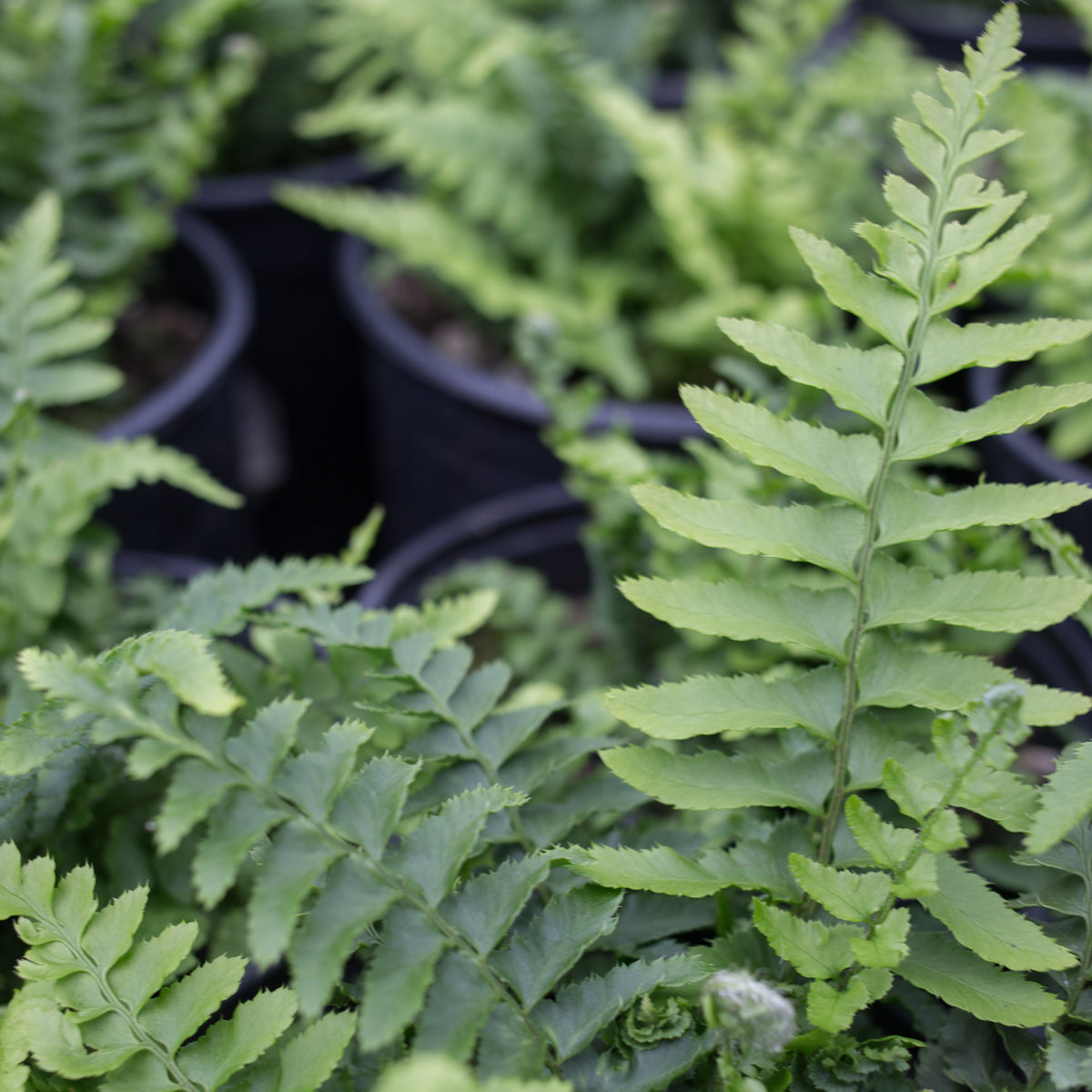 Western Sword Fern