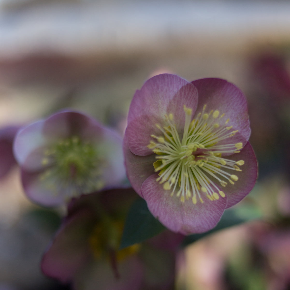 Helleborus Frostkiss® Sally&#39;s Shell