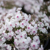 Moss Phlox 'Amazing Grace'