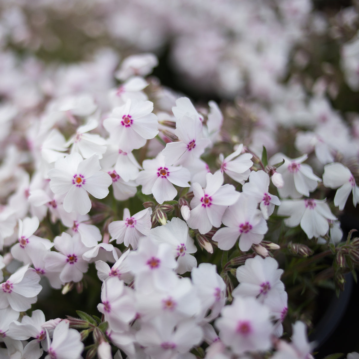 Moss Phlox &#39;Amazing Grace&#39;