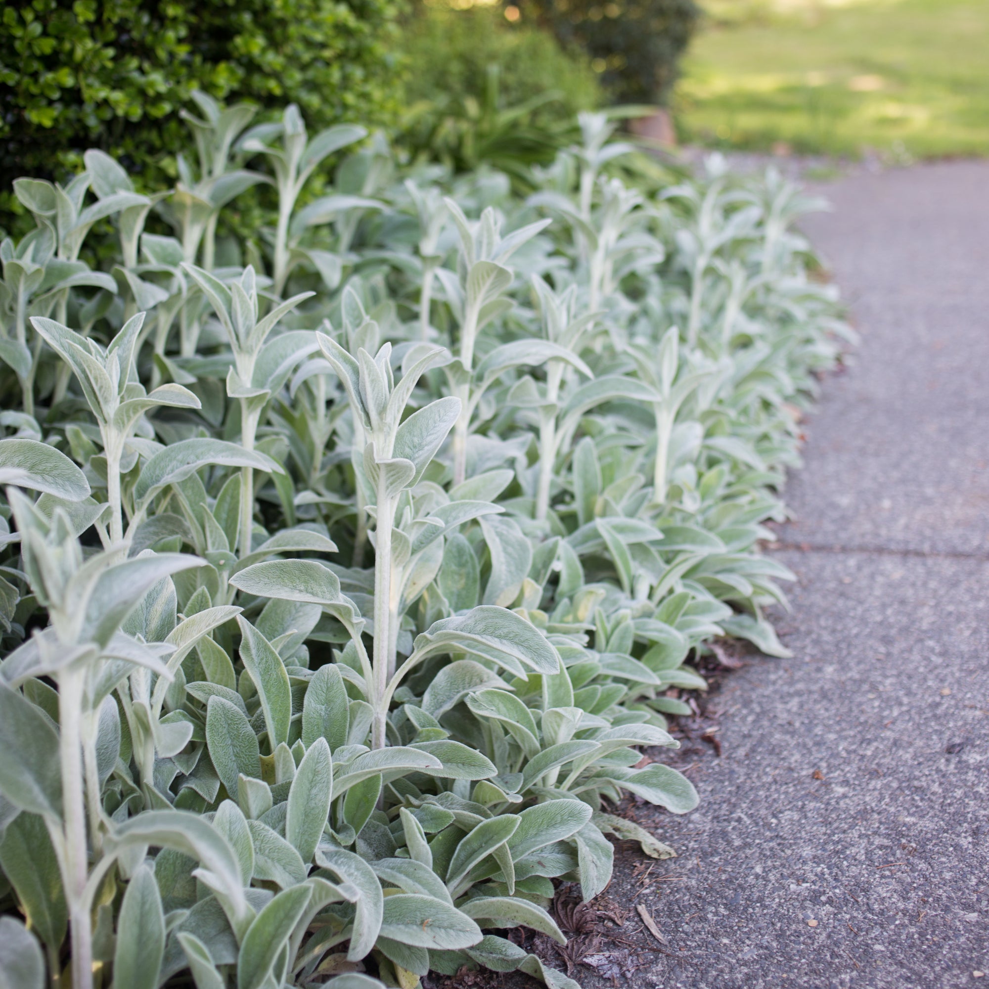 Silver Carpet Lamb's Ear