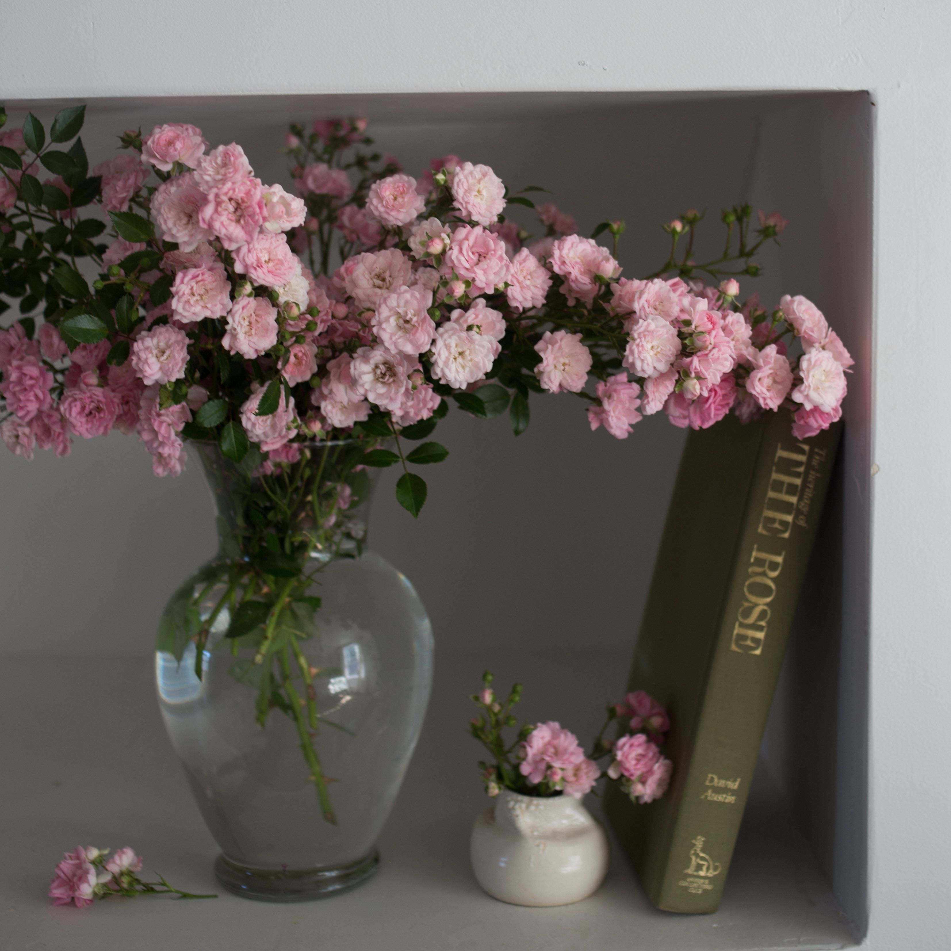 The Fairy Rose
