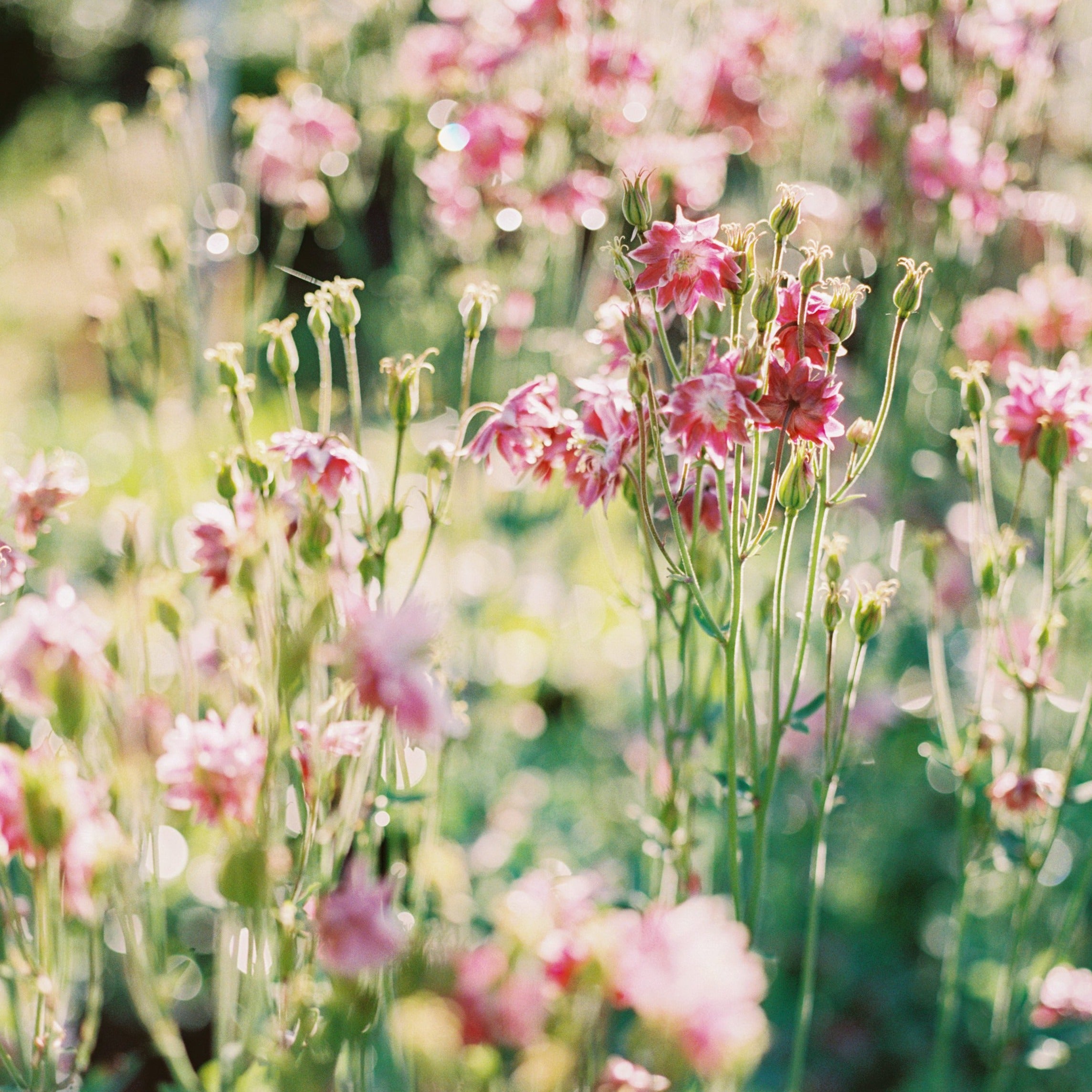 Columbine 'Nora Barlow'
