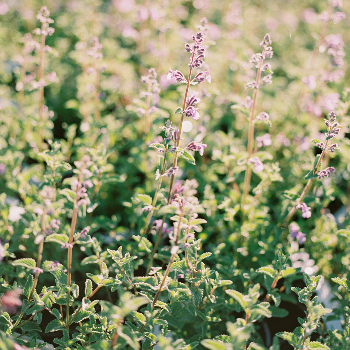 Nepeta &#39;Walker&#39;s Low&#39; Catmint
