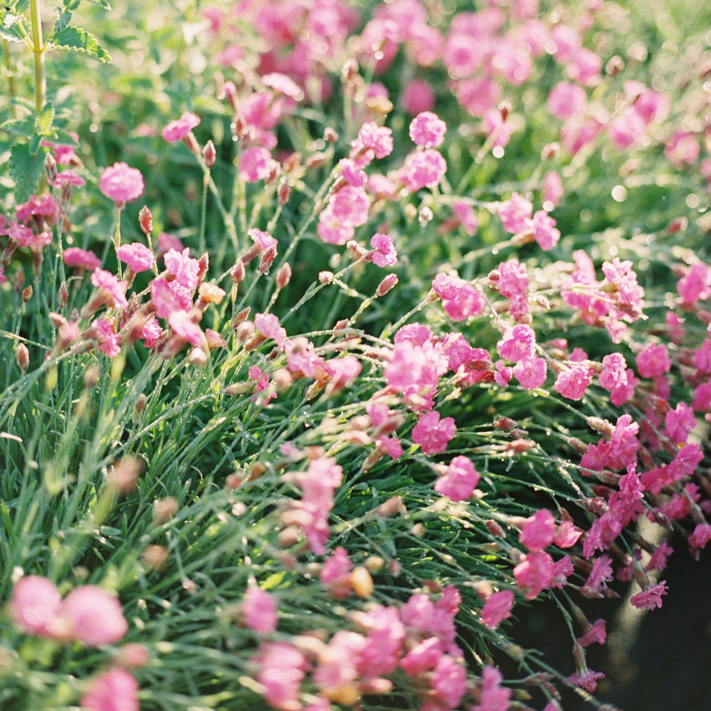 Dianthus 'Tiny Rubies'