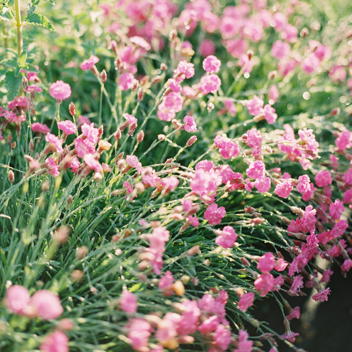 Dianthus &#39;Tiny Rubies&#39;