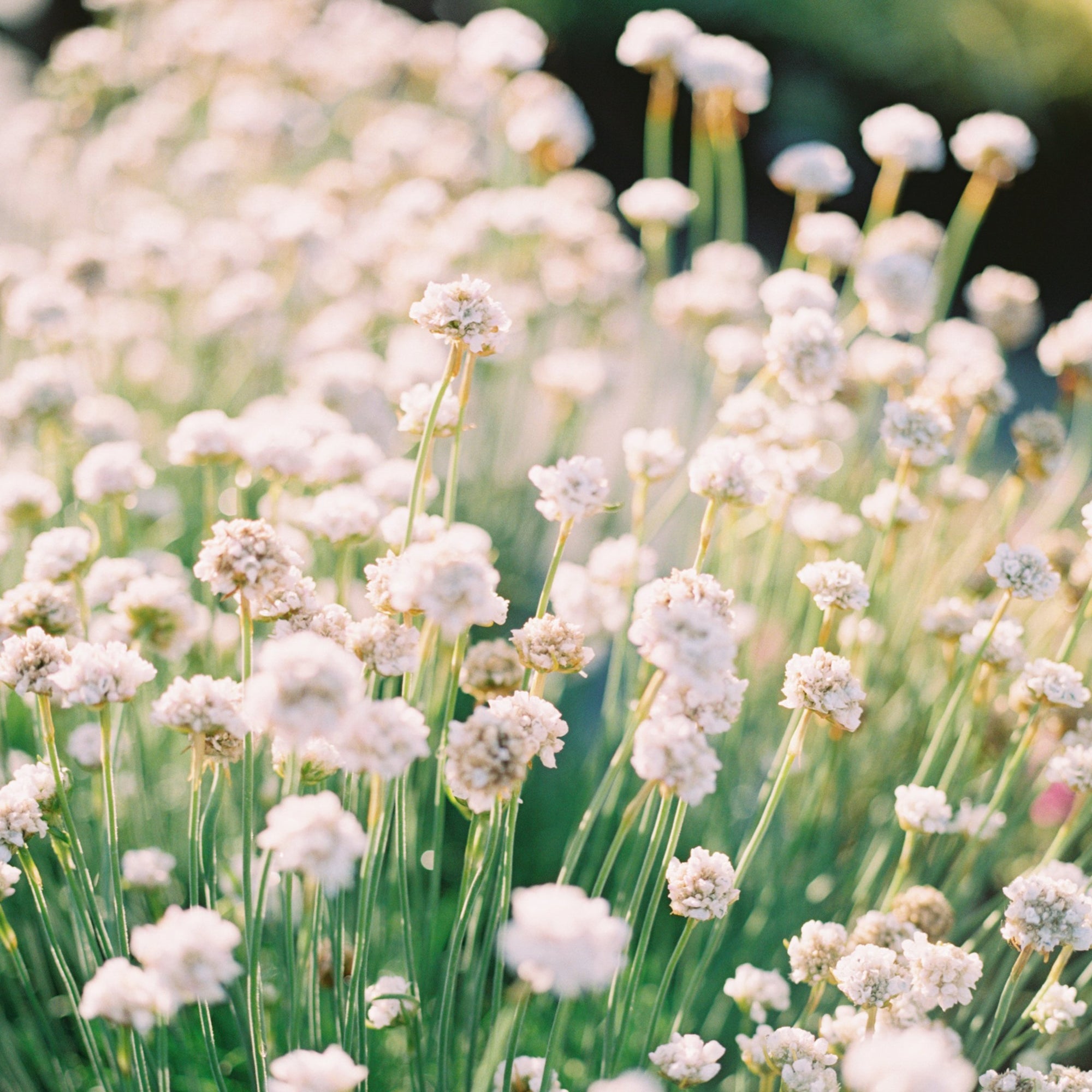 Armeria 'Alba'