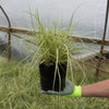 Evergold Striped Weeping Sedge