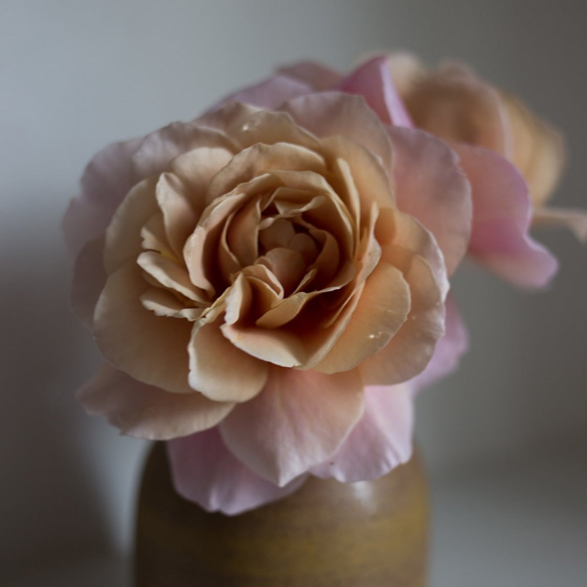 &#39;Distant Drums&#39; Rose (Bare Root)