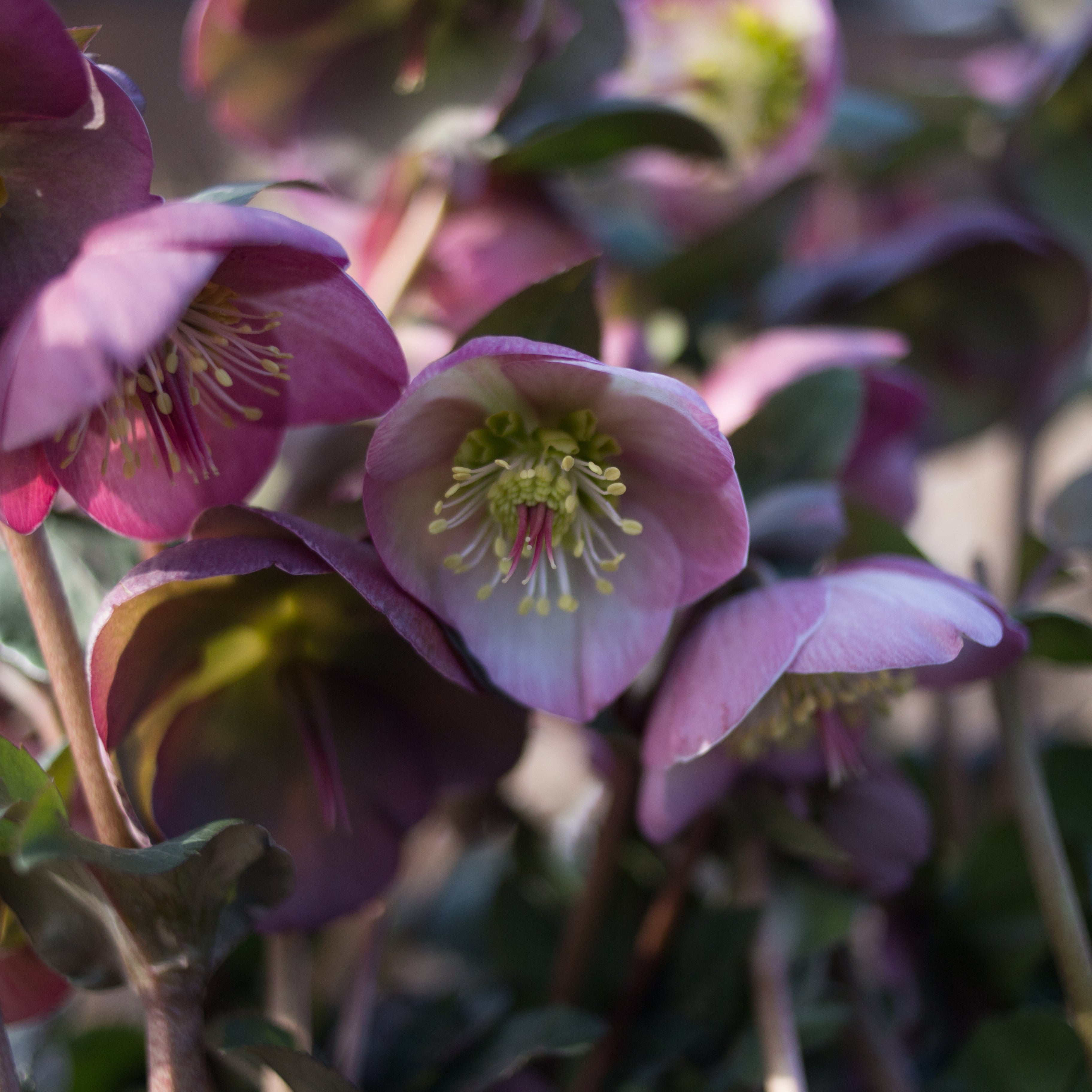 Helleborus Frostkiss® Sally's Shell