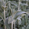 Silver Carpet Lamb's Ear