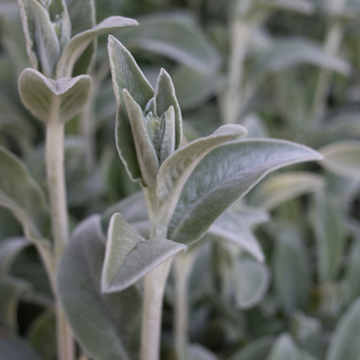 Silver Carpet Lamb&#39;s Ear