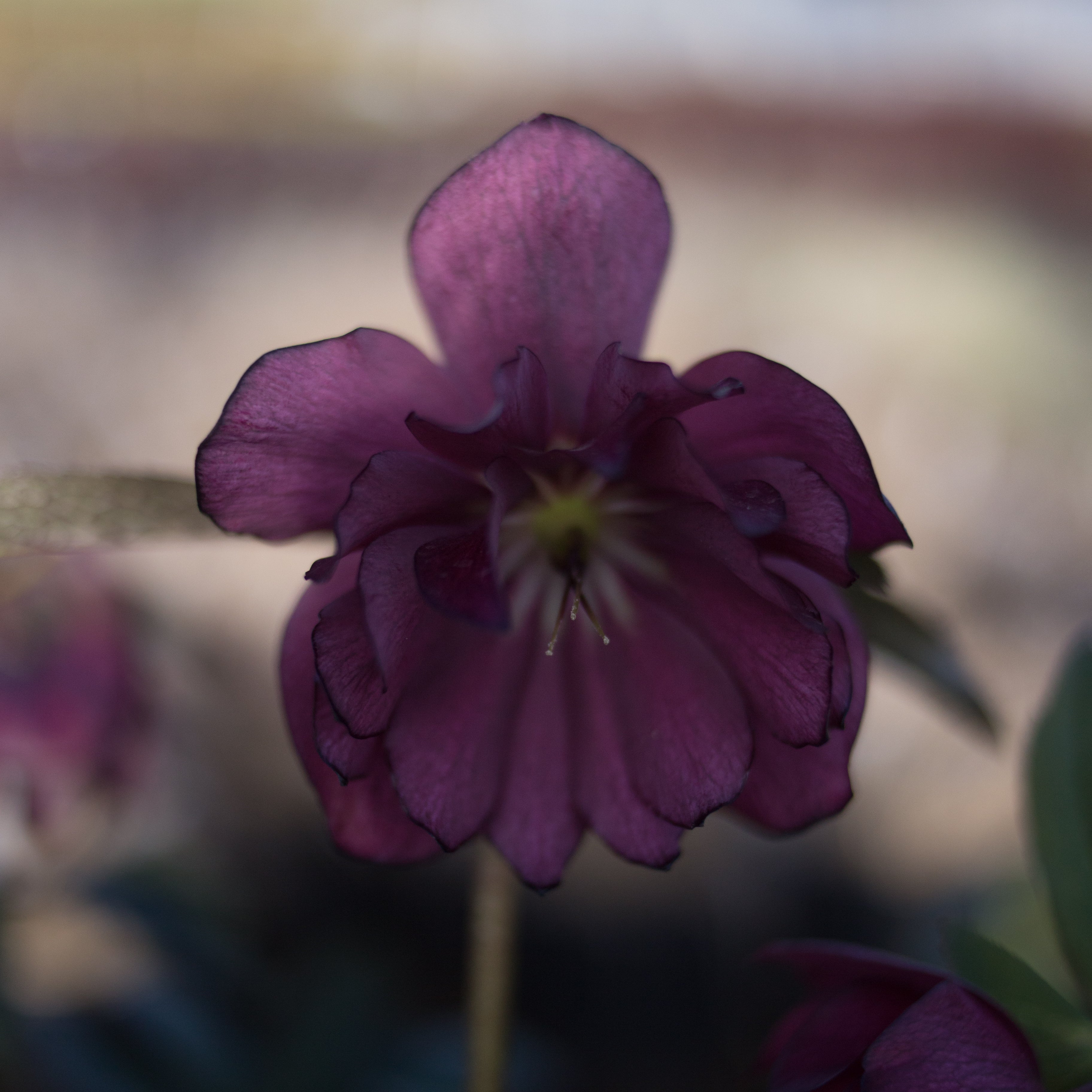 Helleborus Winter Jewels® Red Sapphire