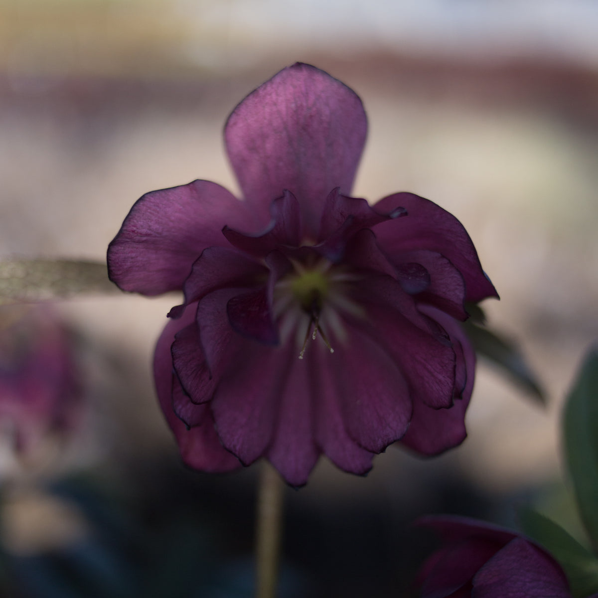 Helleborus Winter Jewels® Red Sapphire
