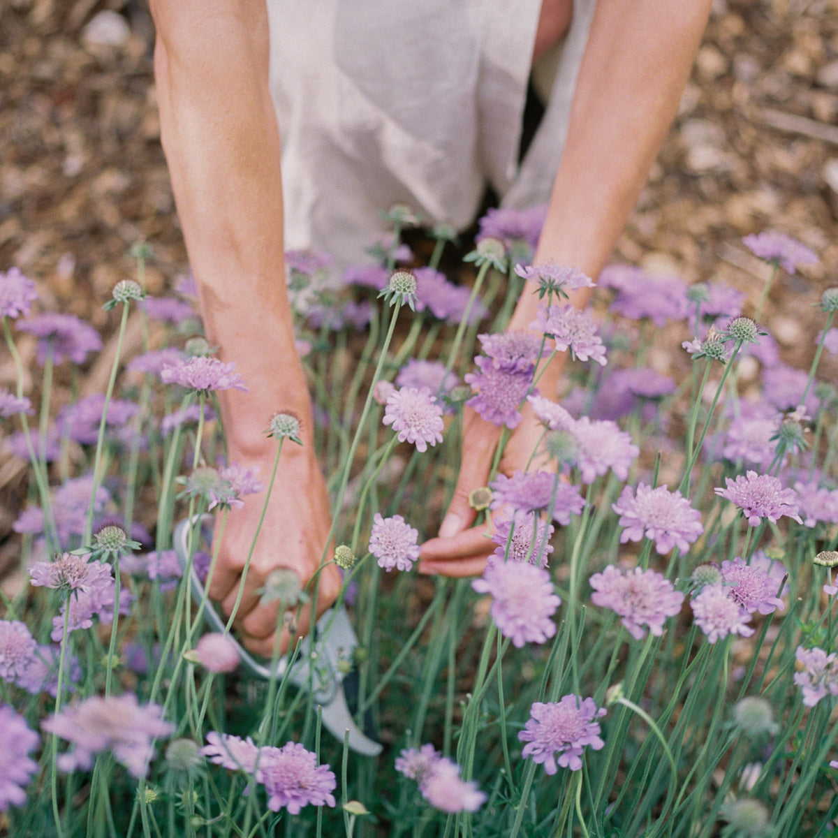 Butterfly Blue Pincushion Flower (Scabiosa)