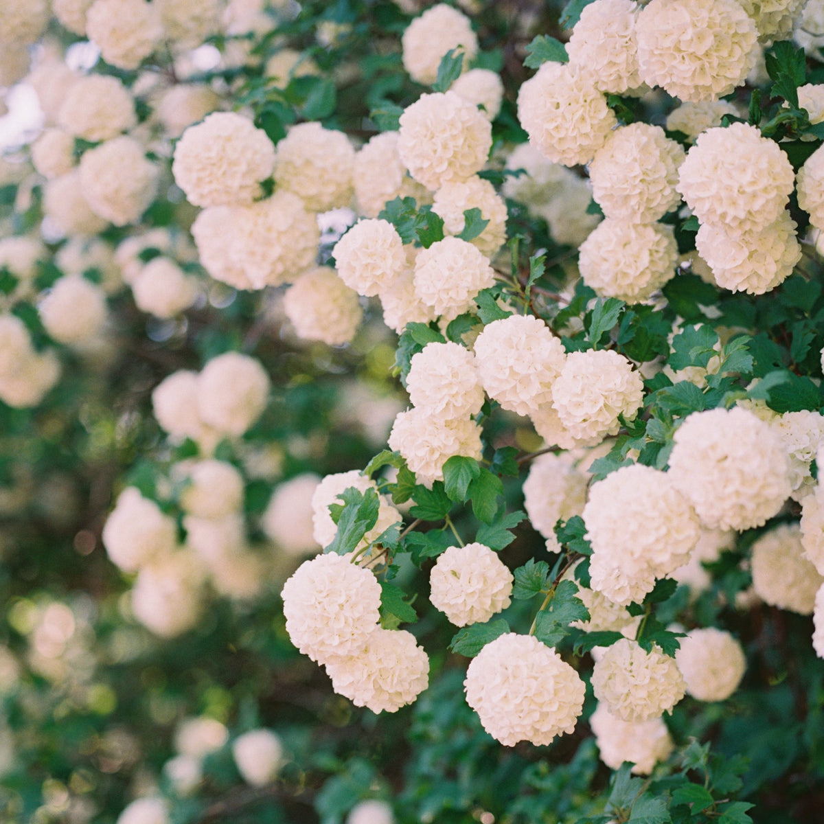 Snowball Bush Viburnum