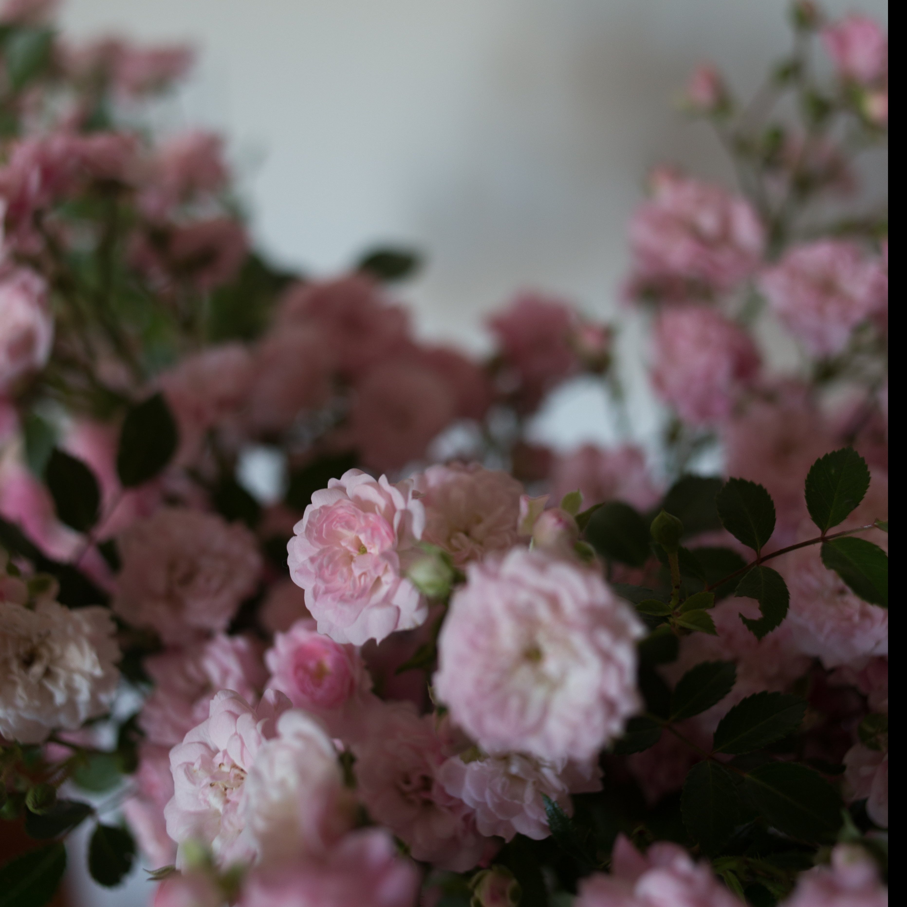 The Fairy Rose