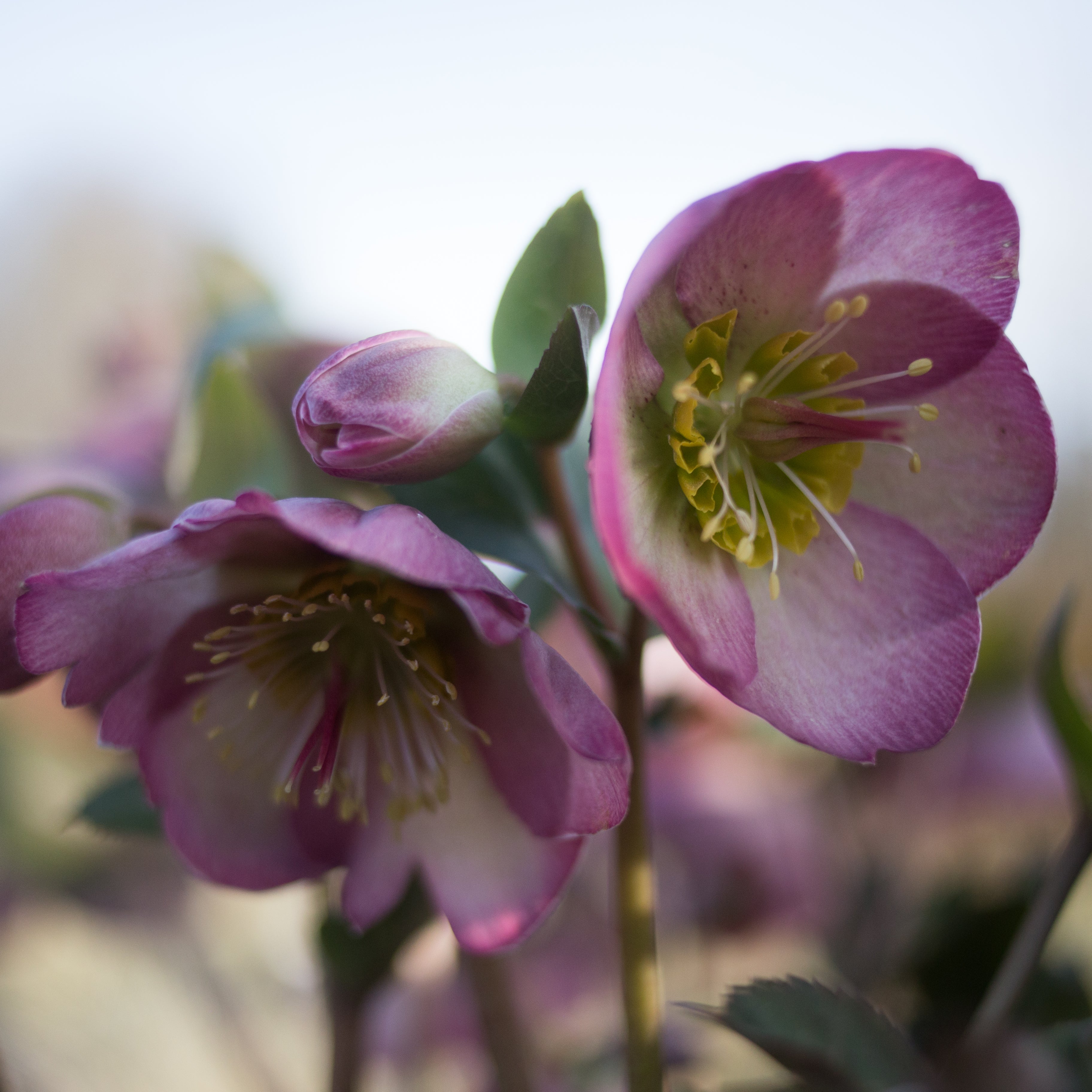 Helleborus Frostkiss® Sally's Shell