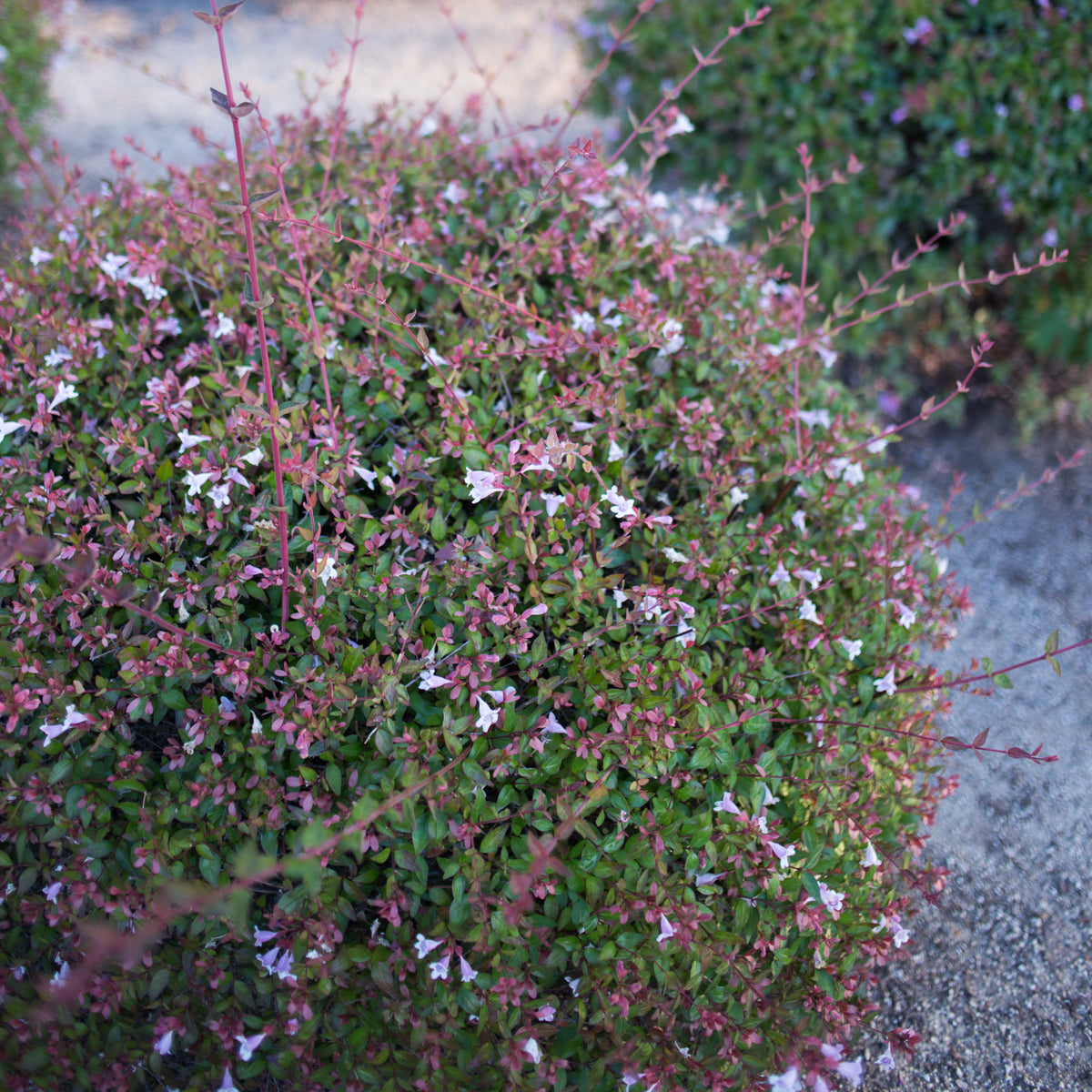 Pink Abelia