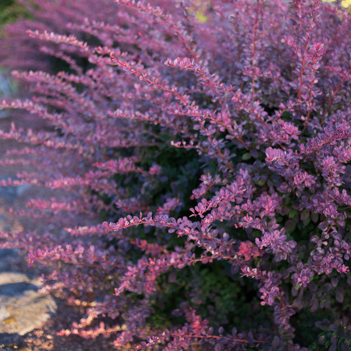 Barberry 'Rosy Glow'