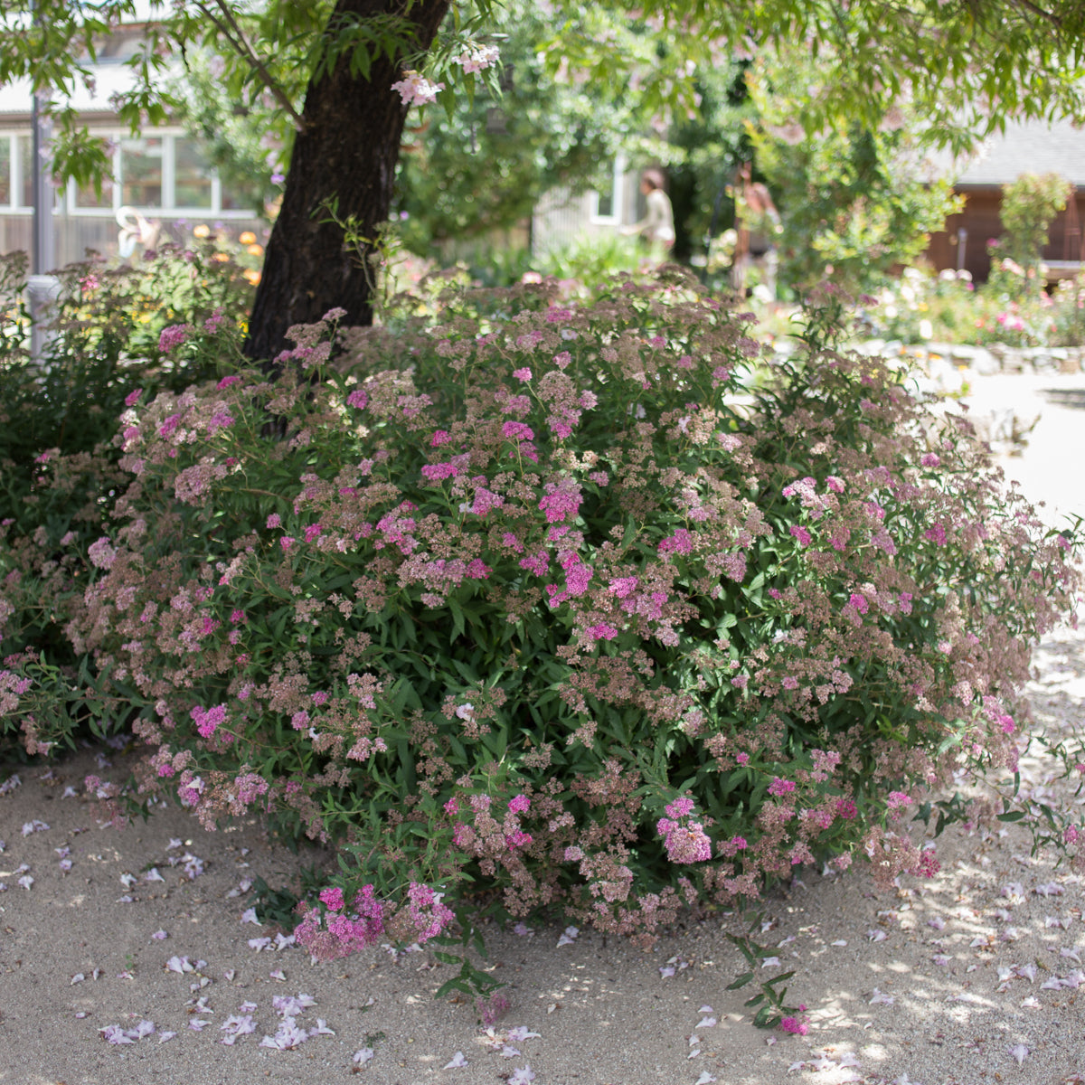 Spirea 'Anthony Waterer'