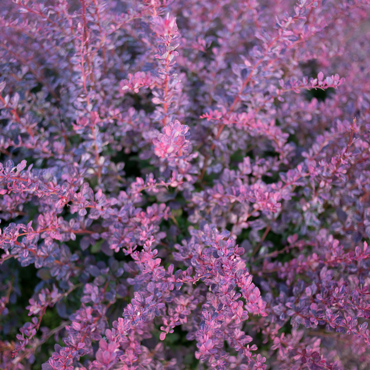 Barberry 'Rosy Glow'