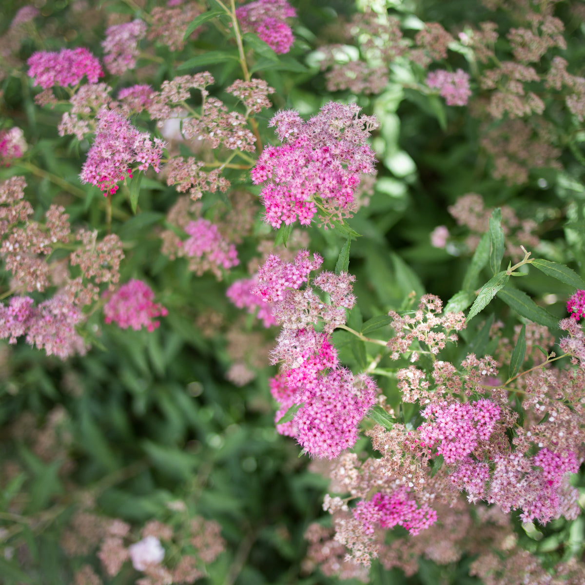 Spirea 'Anthony Waterer'