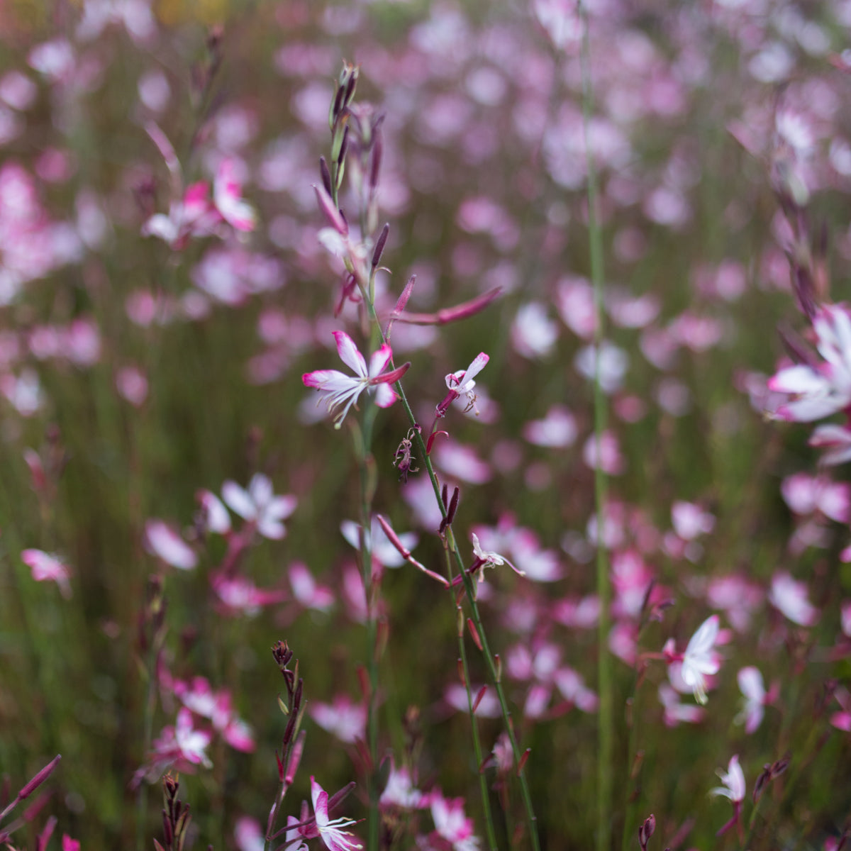 Gaura &#39;Little Janie&#39;