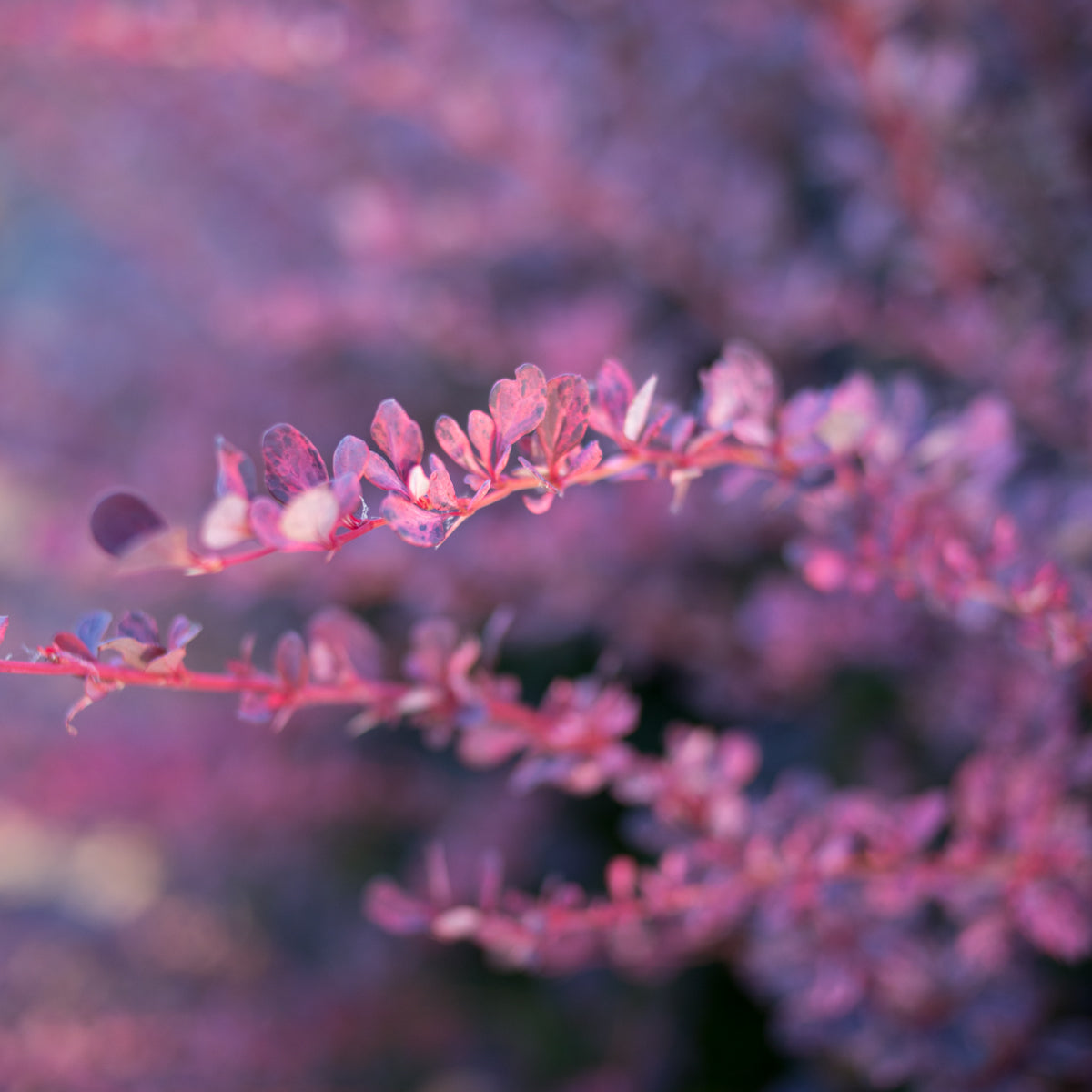 Barberry 'Rosy Glow'