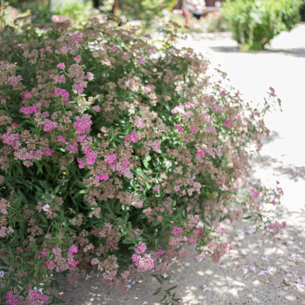 Spirea 'Anthony Waterer'