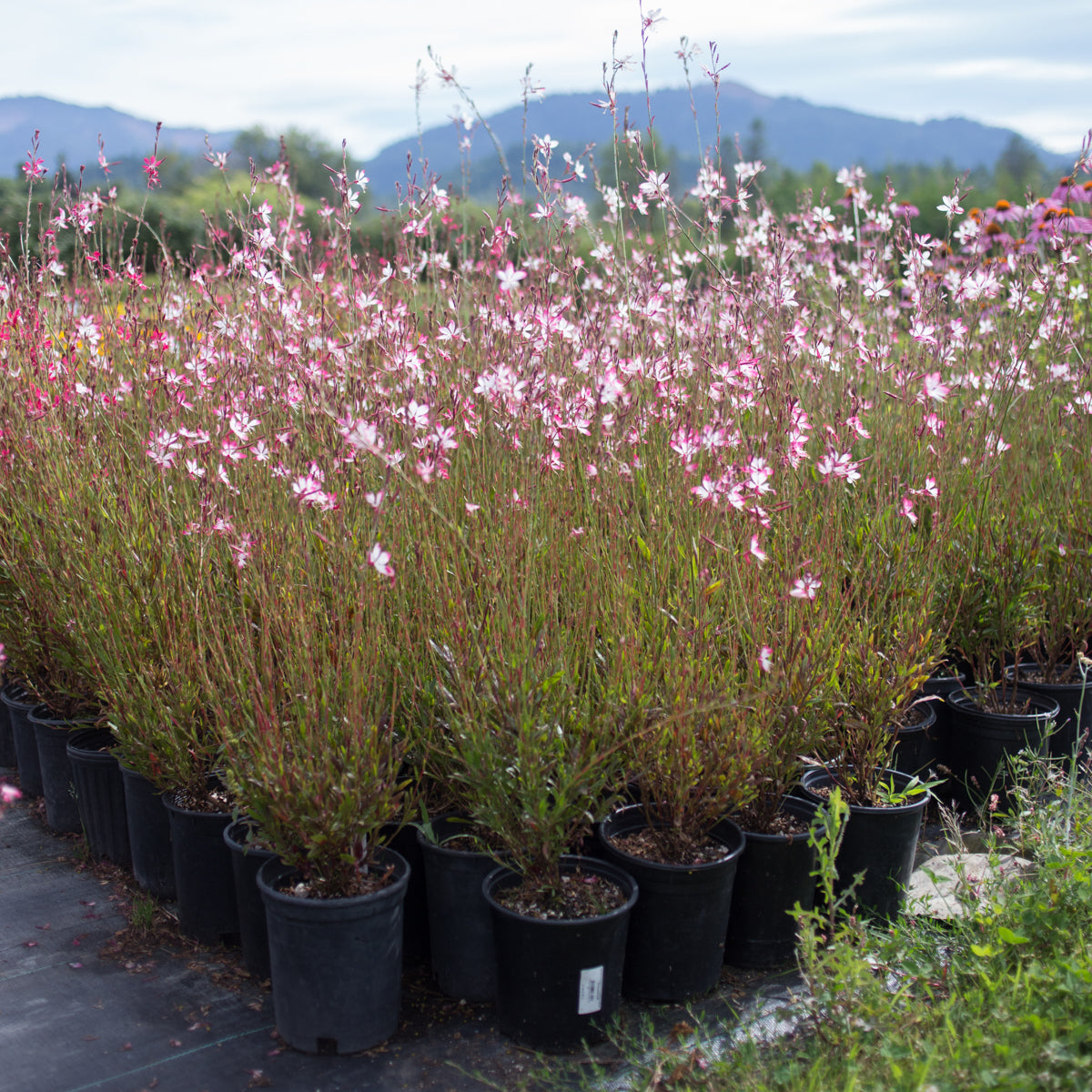 Gaura &#39;Little Janie&#39;